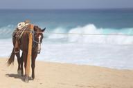 horse-beach-cabo-landscape-1526708.jpg