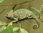 chameleon-female-branch-close-580756.jpg