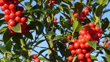 hulst-nature-trees-shrubs-berries-1204822.jpg