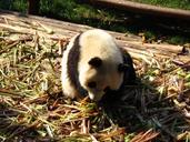 panda-sichuan-moe-1233617.jpg