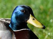 mallard-drake-males-357784.jpg