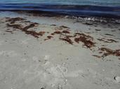 beach-sea-seaweed-holiday-1644250.jpg