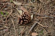 cone-pine-needles-nature-1380154.jpg