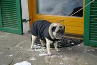 pug-dog-winter-cold-pet-cute-623712.jpg