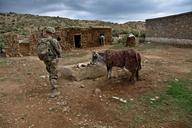 soldier-calf-farmland-farm-cow-60777.jpg