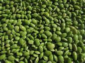 beans-leguminous-plants-pulse-228870.jpg