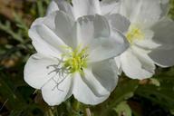 White desert flower.jpg