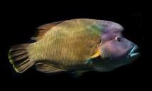 napoleon-fish-wrasse-fish-sea-1645389.jpg