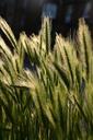 grass-many-respect-together-grain-650239.jpg