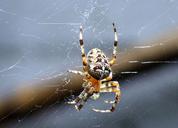 spin-web-spiders-arachnida-bug-189384.jpg