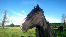 pasture-horse-black-nature-660279.jpg