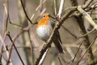 robin-bird-animals-spring-species-274322.jpg