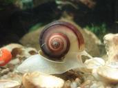 aquarium-snail-planorbarius-corneus-16625.jpg