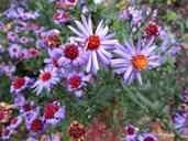 pillow-aster-blossom-bloom-plant-1306675.jpg