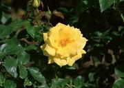 Yellow-Rose-Blooming-in-Garden.jpg