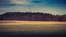 farmland-woodland-landscape-1149676.jpg