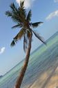 coconut-tree-sea-coconut-nature-69501.jpg