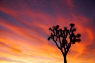 Joshua_tree_and_colorful_sunset.jpg