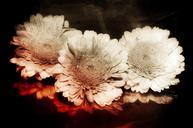 flower-composing-ancient-background-226558.jpg