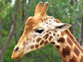 giraffe-male-animal-head-africa-431433.jpg