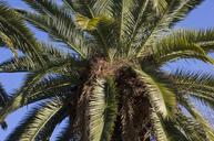 palm-palm-tree-plant-tropical-506458.jpg