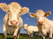 cows-curious-cattle-agriculture-1029077.jpg