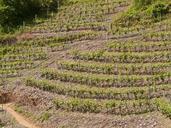 vineyard-steep-slope-winegrowing-56195.jpg