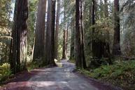 california-redwoods-redwood-trees-1224978.jpg