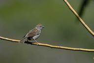 sparrow-bird-passerina-spizella-387094.jpg