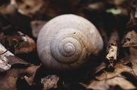 snail-snail-shell-avar-animal-1185224.jpg