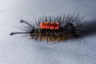 caterpillar-hairy-prickly-close-301286.jpg