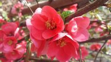 flowers-spring-springtime-nature-613210.jpg