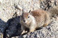 squirrel-rodent-animal-nature-579005.jpg