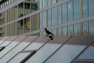 glass-glass-facade-facade-bird-664841.jpg