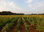 sunflowers-sunshine-summer-sun-707443.jpg