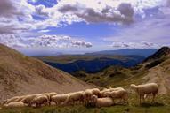 flock-landscape-mountain-animal-1583653.jpg