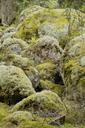 moss-weave-nature-stone-vegetation-905373.jpg