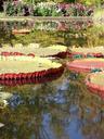 water-lilies-pond-water-nature-421570.jpg