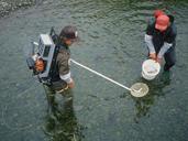 Anglers using backpack electroshocker to capture fish.jpg