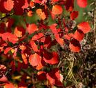 autumn-leaves-red-fall-color-992557.jpg