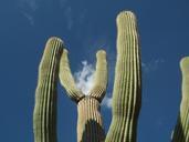 Saguaro jul04 38.jpg