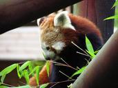 red-panda-red-panda-eating-sitting-708037.jpg