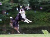 soap-bubbles-border-collie-672642.jpg