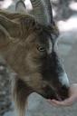 goat-billy-goat-fence-domestic-goat-793588.jpg