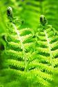 fern-bracken-nature-male-fern-543736.jpg