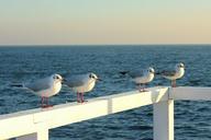 the-seagulls-the-pier-sea-630915.jpg