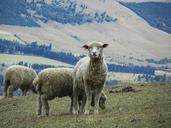 sheep-lamb-wool-graze-hill-393366.jpg