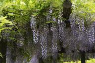 wisteria-blue-rain-close-flowers-784901.jpg