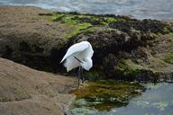 egret-bird-ornithology-animal-1067973.jpg