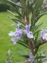 rosemary-herbs-spice-herb-331460.jpg